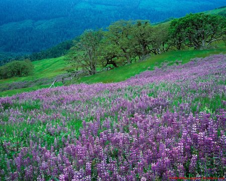 Beautifull California - beautifull, california