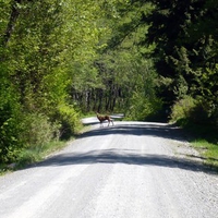 Deer Crossing