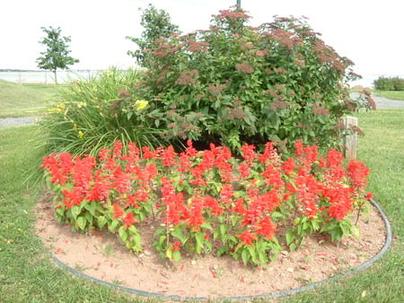 flowers - green, grass, flower, red