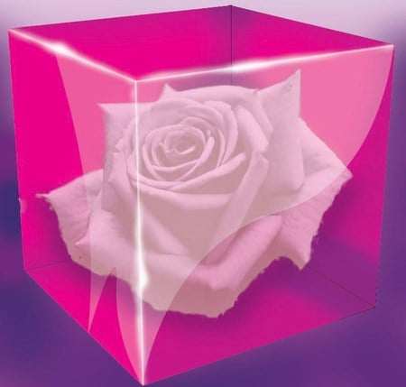 Trapped Beauty - white, purple, abstract, pink, 3d and cg, rose, cube