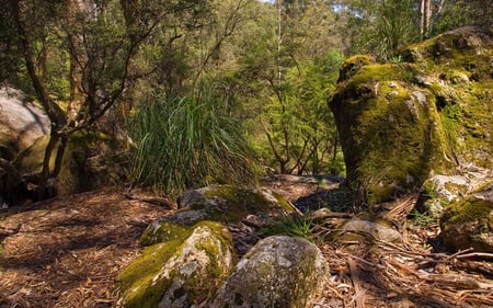 Forest - nature, forest, wild, green, tree