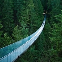 Forest bridge