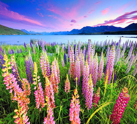 Spring field - flowers, blue, green, lake, colors, pink, lupins, sky