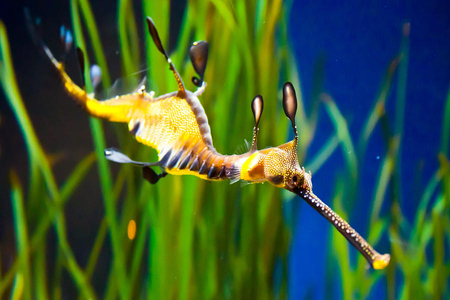 Sea horse - animal, water dragon, color, orange, sea horse