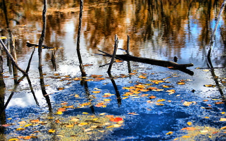 bright blue - trees, water, pond, photography, beauty, reflection, leaves, fall, colorful, nature, autumn, hdr, lake