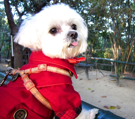 Cute dog - wear clothes, cute, dog, red