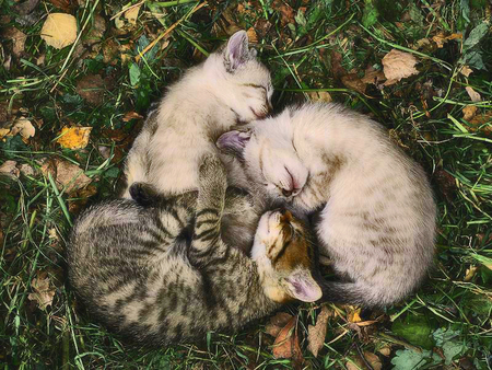 Sleeping Beauties - cute, cats, nature, animals