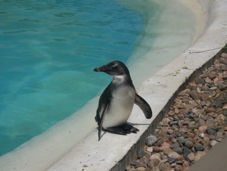 Swimmer - penguin, visistor, animals, zoo