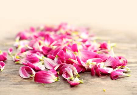 Pink Petals - pretty, for you, romantic, beautiful, photography, valentines day, pink petals, beauty, romance, lovely, with love, petals, pink, flowers, nature