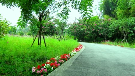 Native Botanical Garden - trails, lovely, cosmos, tree