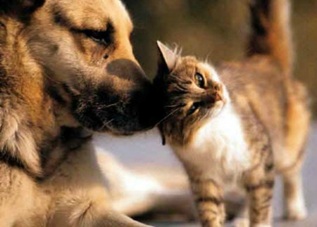 love - puppy, cat, dog, animal love, pets, kitten