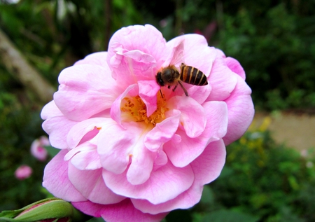 Rose and Bee - bee, pink, rose, pretty