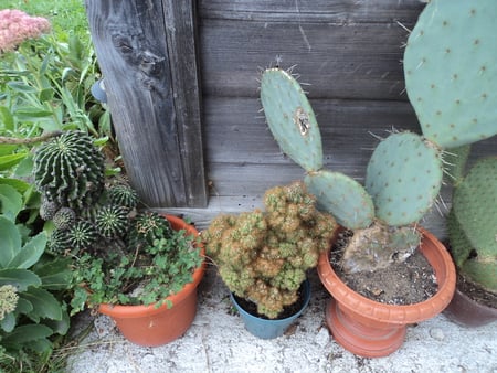 cactuses - plants, green, cactuses, thorns