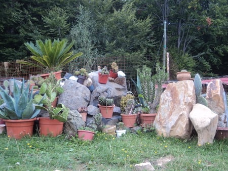 garden of cactuses - plants, green, cactuses, garden