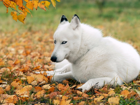 White husky - nature, puppy, dog, animal, husky, leaf, pet