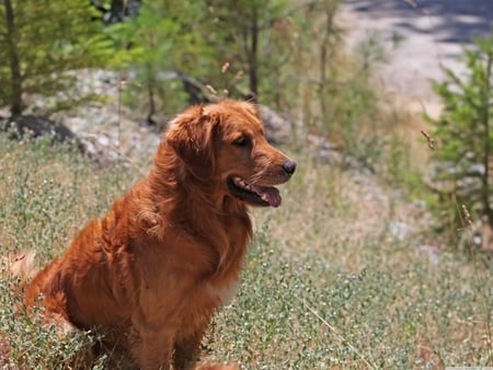 Red dog - nature, puppy, dog, animal, pet, grass