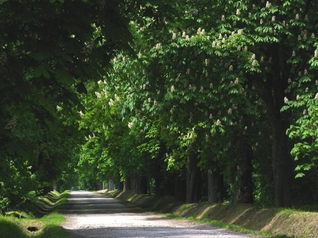 A Nice Ride Through - leaves, trees, road, sun