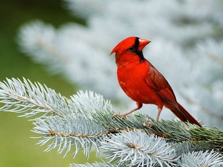 Red cardinal - pineneedles, feathers, animals, eyes, winter, bird, christmas, nature, evergreen, cardinal, red, holiday, animal, tree, birds