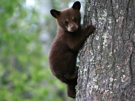 Bear on tree - bear, animal, brown, tree, wildlife