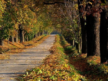 Autumn Country Road - leaves, trees, road, autumn