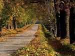 Autumn Country Road