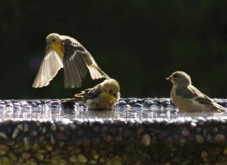 Having a Get Together - stone, water, birds, bath