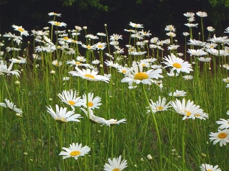 Field of Daisies - daisies, field, white, stem