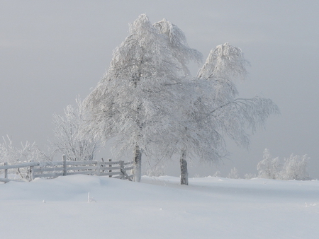 Winter centinels - nature, sky, landscape, snow, winter, tree