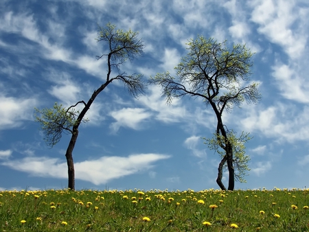 Dancing trees - cloud, sky, landscape, field, tree, nature, grass