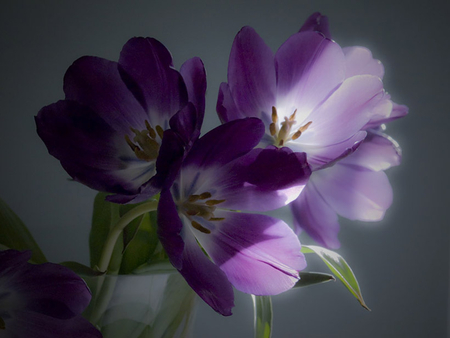 purple tulips - flowers, purple, nature, tulips