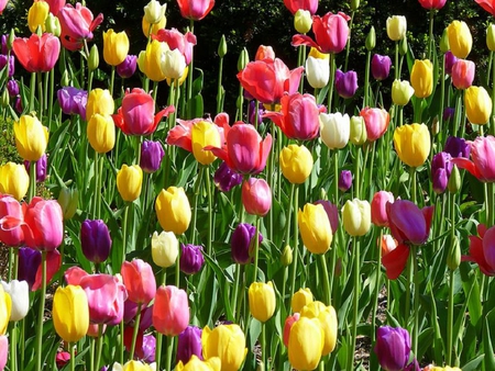 spring is coming - flowers, tulips, nature, spring, colourful