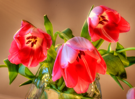 beauty of spring - nature, red, tulips, flowers, spring