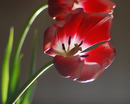 splendor of spring - nature, red, tulips, splendor, flowers, spring