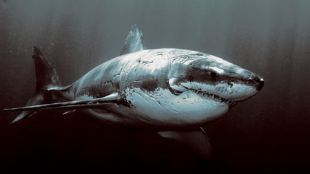 the great white - the great white, wallpaper, shark, animals