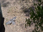 Tawny Frogmouth