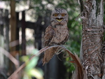 Tawny Frogmouth