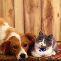 Dog and cat.