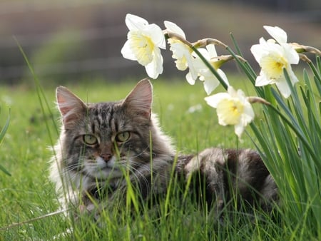 Maine coon - breed, cat, feline, animal, grass, cute, flower, kitten