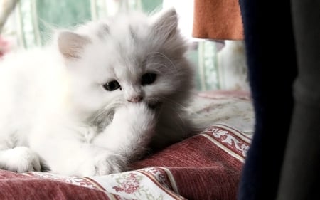 White kitten - animal, kitten, feline, cute, breed, cat