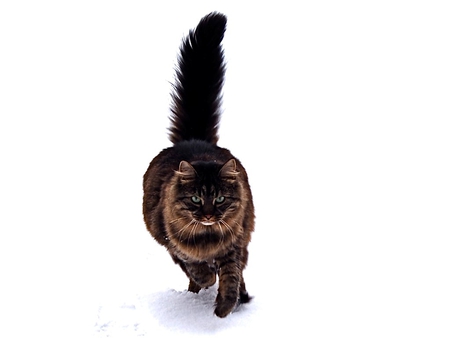 Maine coon cat in the snow - animal, kitten, feline, maine coon, cute, snow, breed, cat