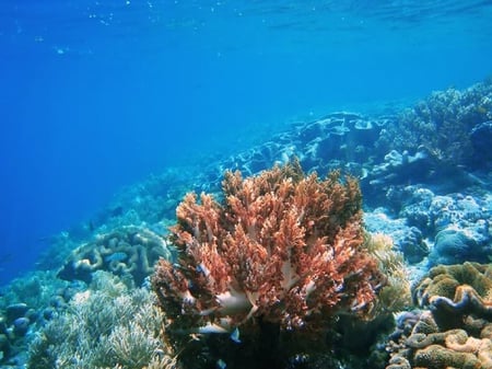 Underwater Landscape - plants, coral, ocean, water