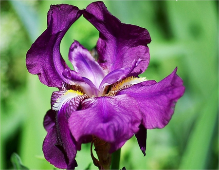 Purple orchid - flower, purple, orchid, nature, petal, grass