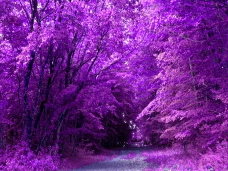 PURPLE FOREST - purple, forest, path, trees