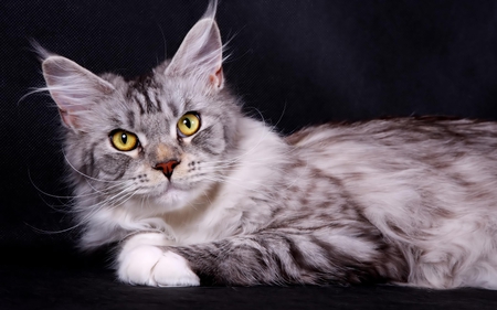 Maine coon silver - animal, maine coon, kitten, cat, breed