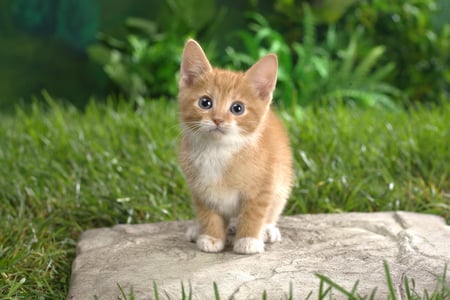 Cute kitten