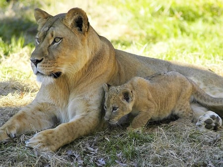 Female lion and her cub - cub, lion, baby, beast, wild, animal, mother, mom