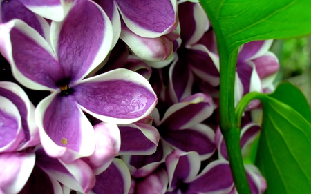 Lilacs_Syringa - nature, love, flower, beautiful