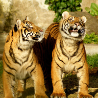 Tiger Cubs