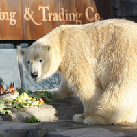 Polar Bear with his Cake