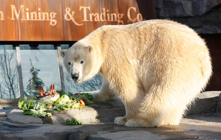 Polar Bear with his Cake - animal, bear, polar, cake